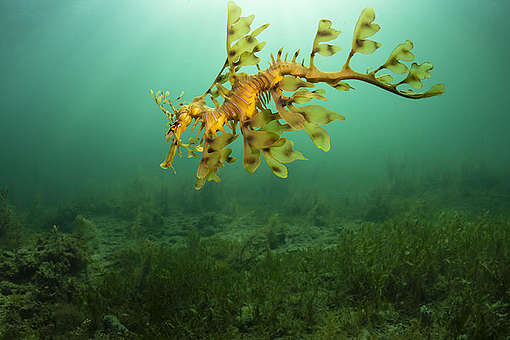 A leafy seadragon in the Great Australian Bight