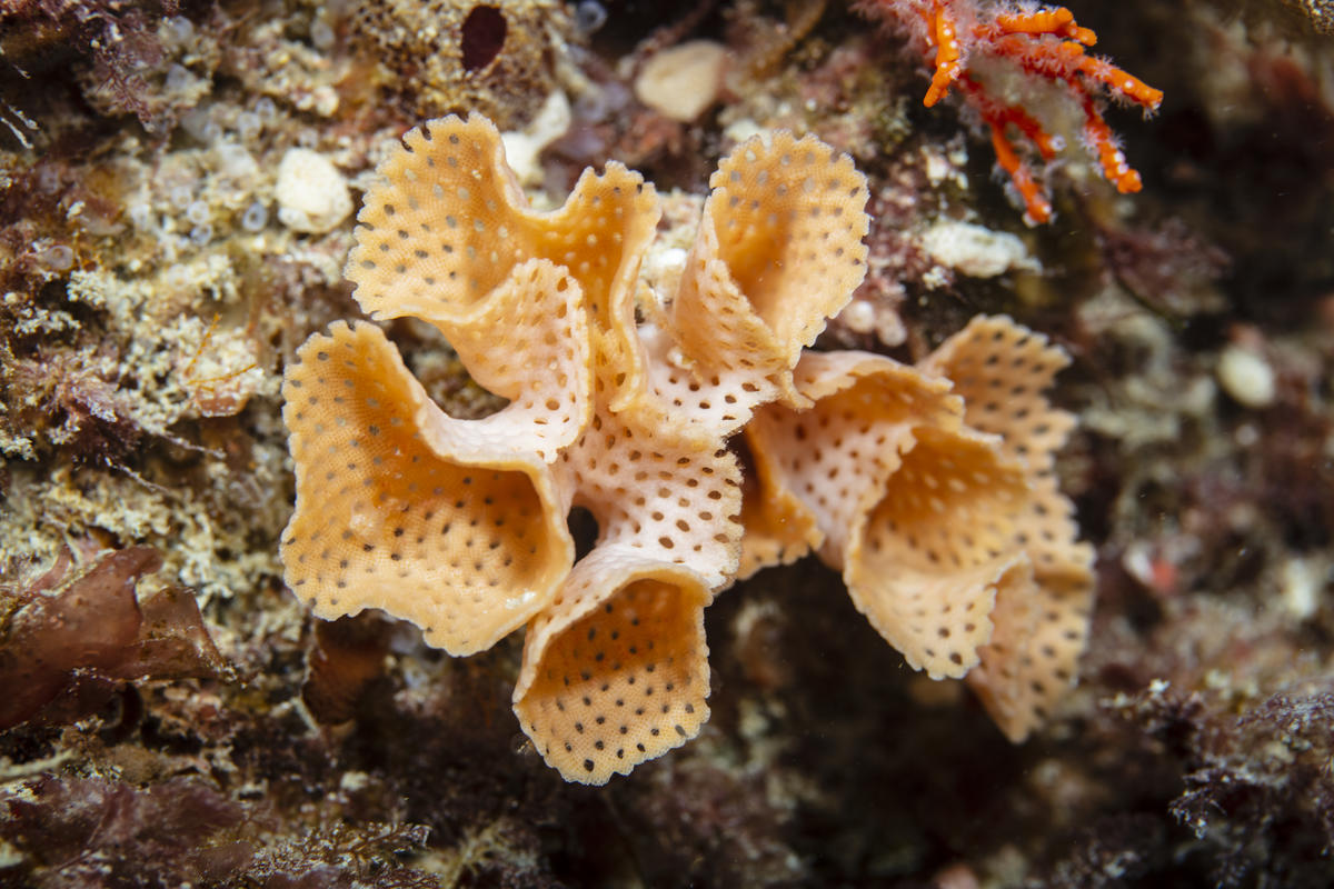 Lace Bryozoan in the Great Australian Bight. © Richard Robinson