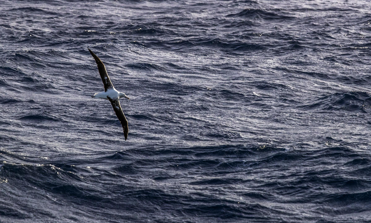 Wandering Albatross in the Antarctic © Paul Hilton / Greenpeace