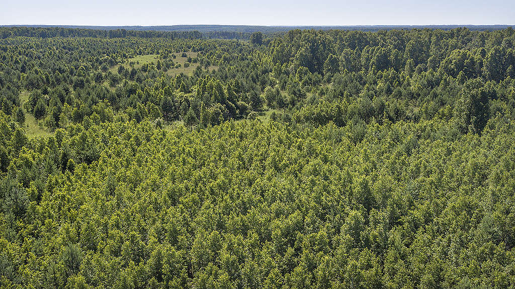 Russian Forest © Vilen Lupachik/Greenpeace