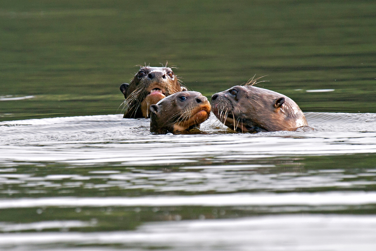 Giant Otter (Pteronura brasiliensis) in the Amazon. © Adriano Gambarini