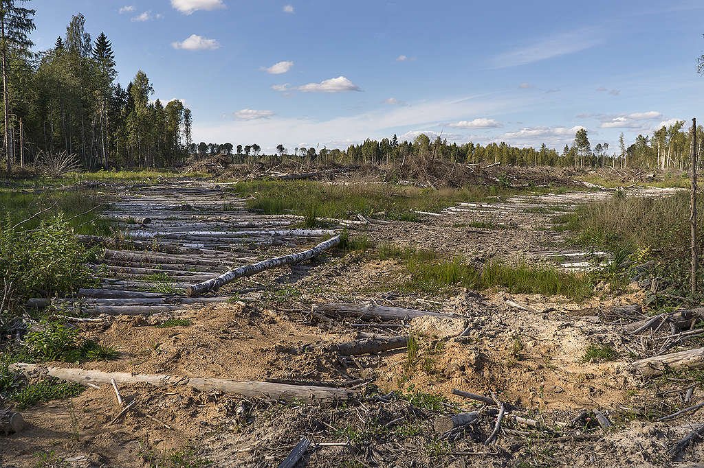 Logging from the ground in Russia © Vilen Lupachik/Greenpeace