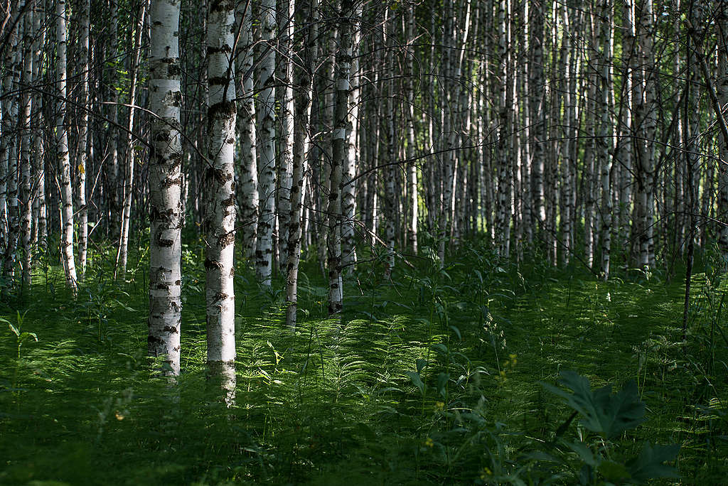 The beauty of the Russian forest © Vilen Lupachik/Greenpeace