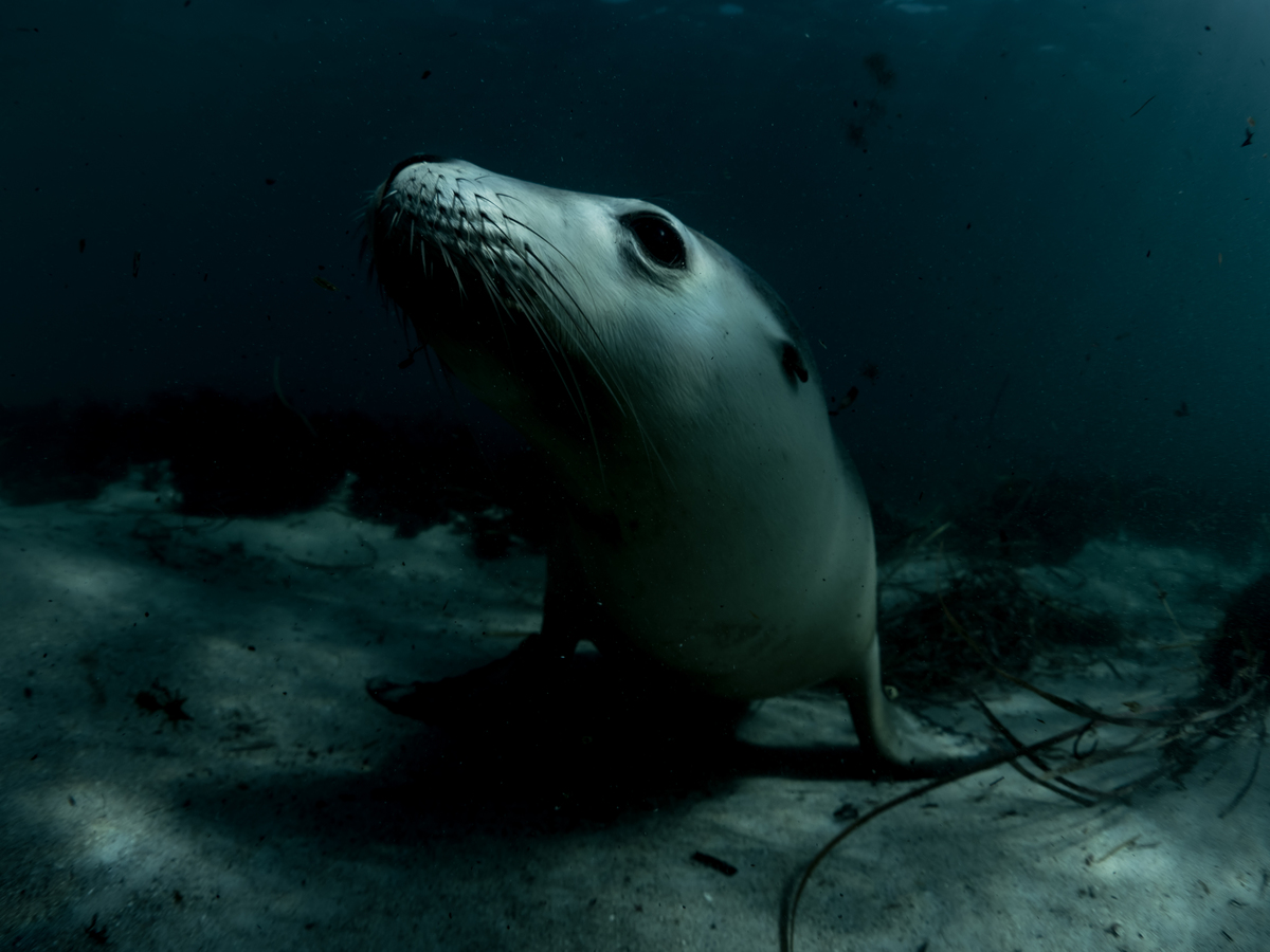 Sea Lions near Hopkins Island. © Michaela Skovranova