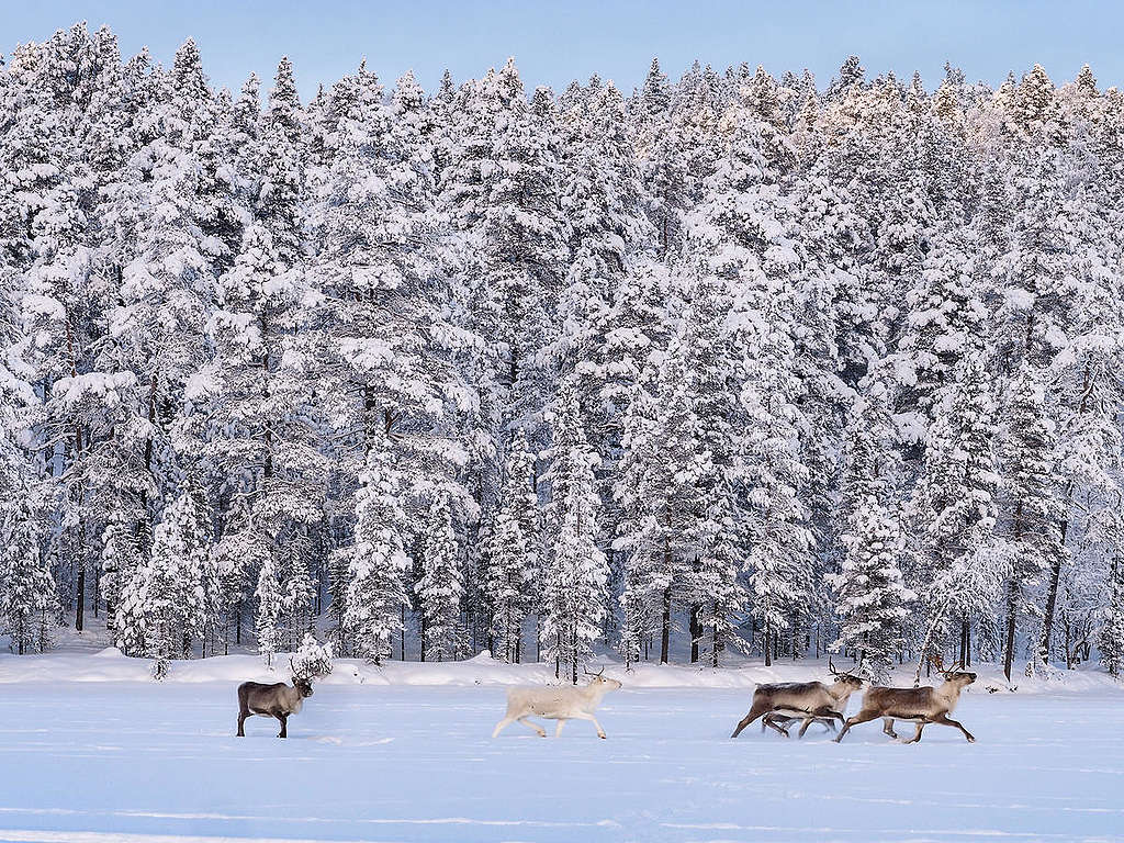 Reindeer in Finland © Jani Sipilä / Greenpeace