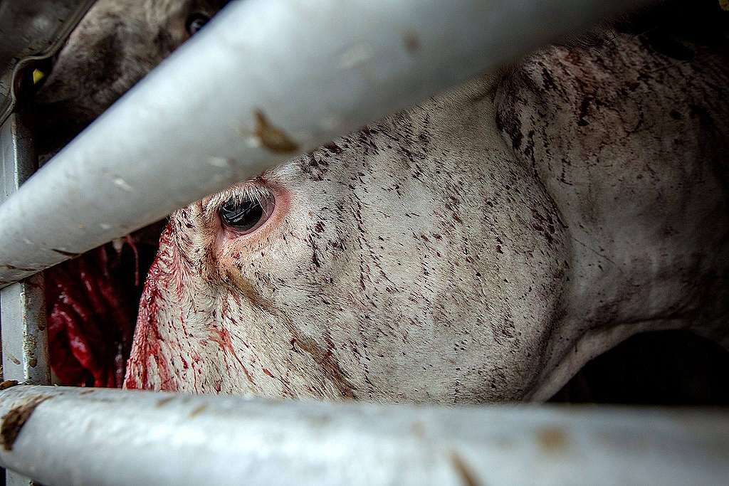 Milk cows, after their exploitation is over, will end up in the abattoir. Poland, 2017 (c) Andrew Skowron /andrewskowron.org