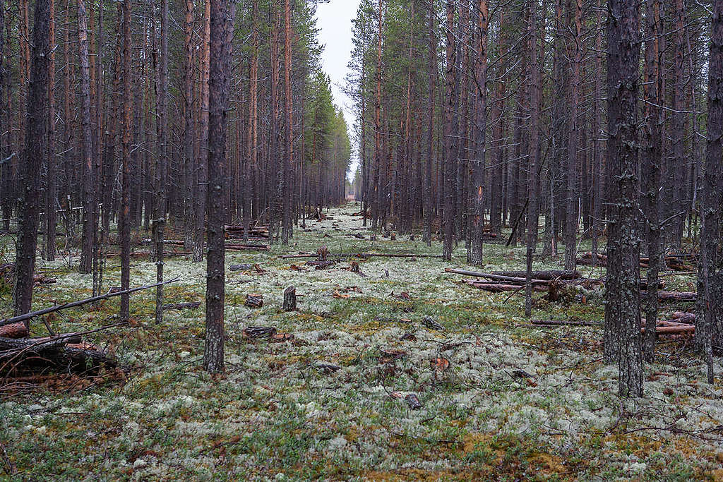 A path cut through the trees  © Igor Podgorny / Greenpeace