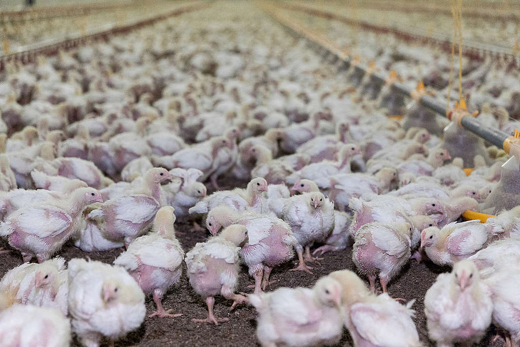 Chicken Fattening in North Germany © Fred Dott / Greenpeace