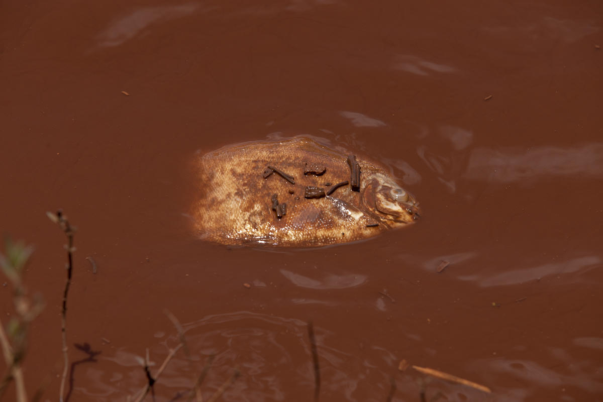 Brumadinho Environmental Crime in Brazil. © Nilmar Lage