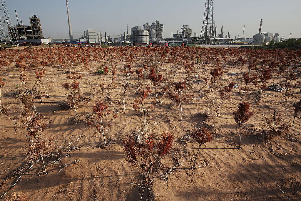 Dead Young Pine Trees in Inner Mongolia © Qiu Bo / Greenpeace