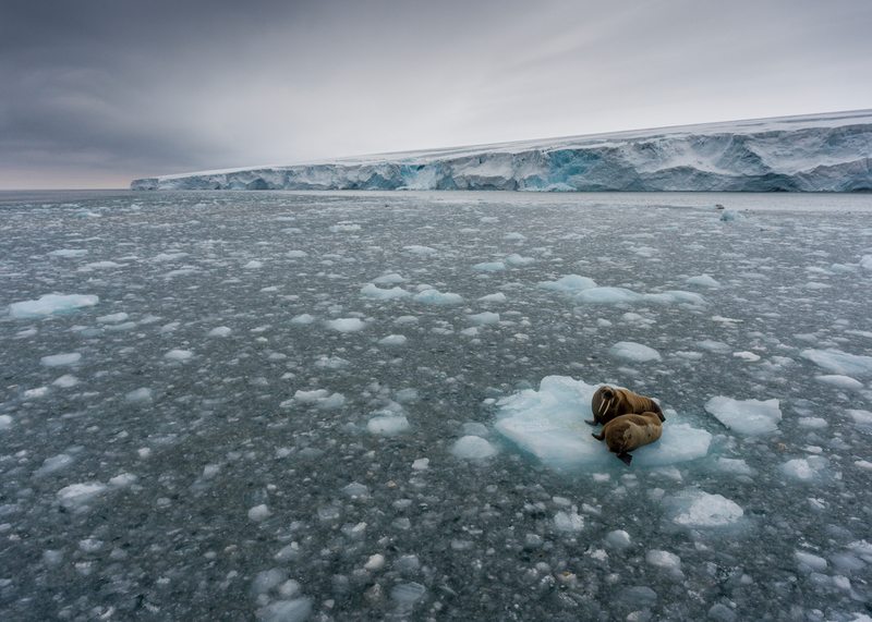 Walruses on ice floe at Kvitøya in Svalbard © Christian Åslund / Greenpeace