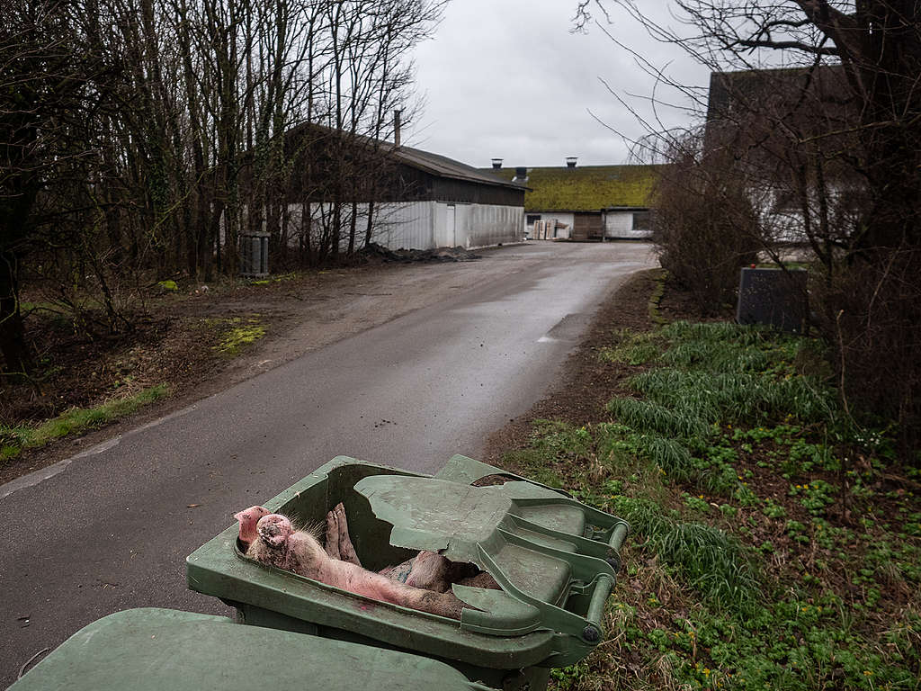 Dead pigs dumped outside a Danish factory farm © Greenpeace / Wildlight