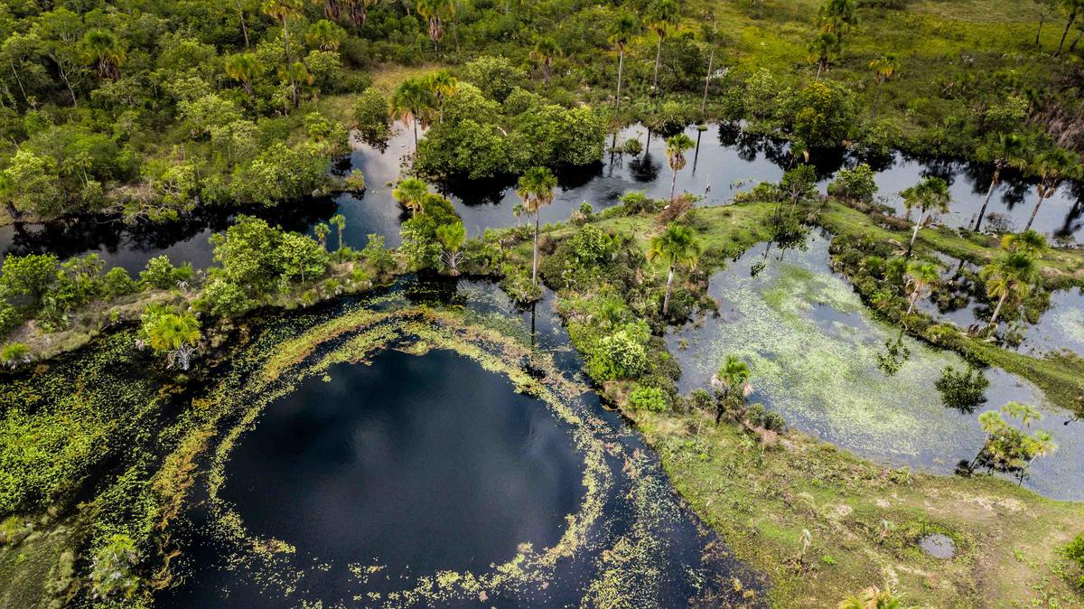 Cerrado Biome in Brazil. © Fernanda Ligabue / Greenpeace