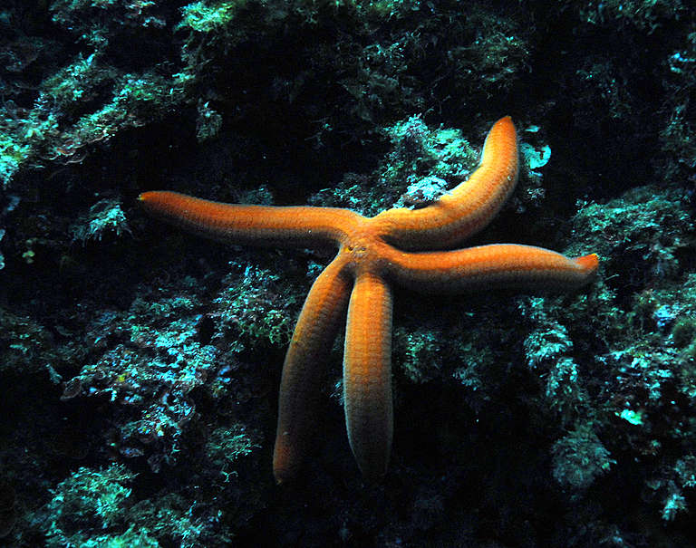 Red Starfish - Mediterranean 2006. © Greenpeace / Roger Grace