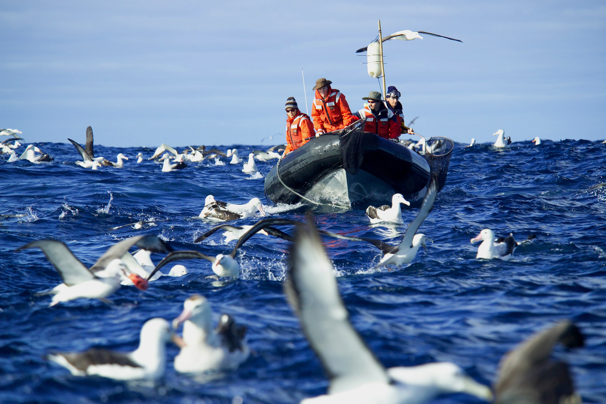 Greenpeace Collecting Bycatch. © Greenpeace / Roger Grace