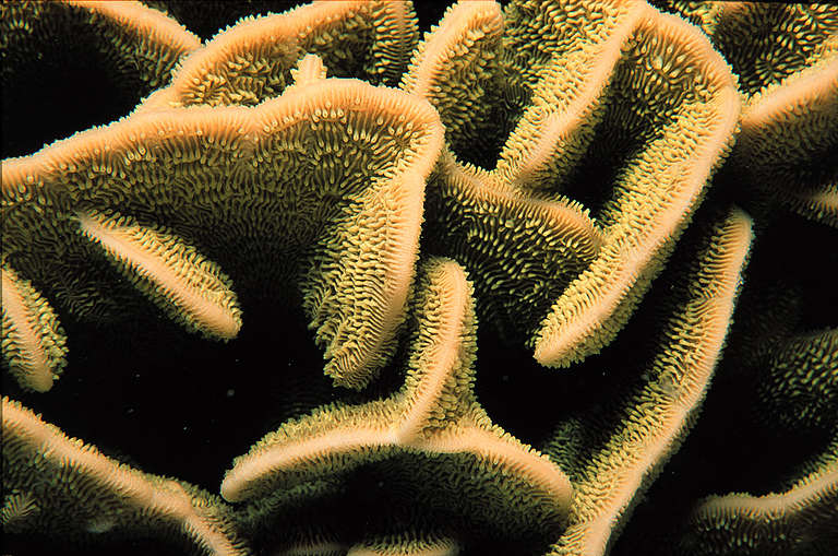 Dugong Reef. Coral detail. Timor sea. © Greenpeace / Roger Grace