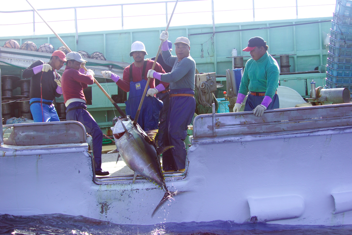 Fisheries in the Western Pacific Ocean. © Greenpeace / Roger Grace