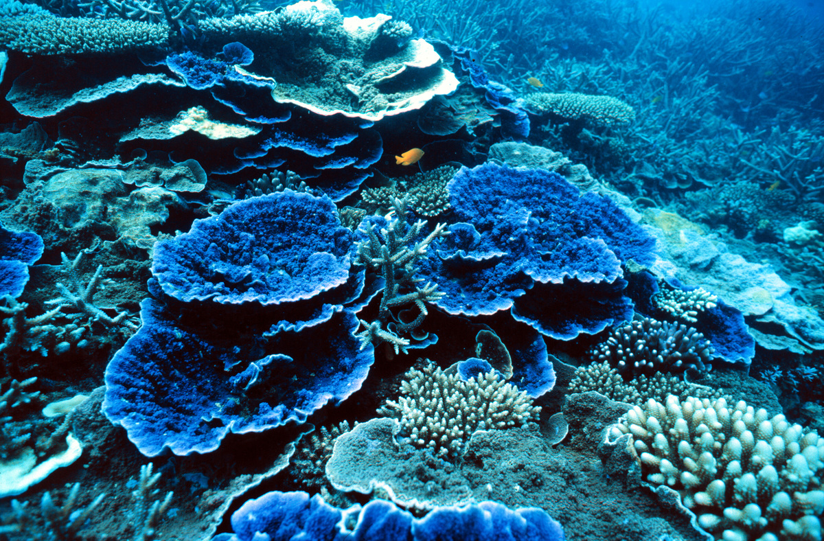 Coral Gardens, Great Barrier Reef, Australia. © Greenpeace / Roger Grace