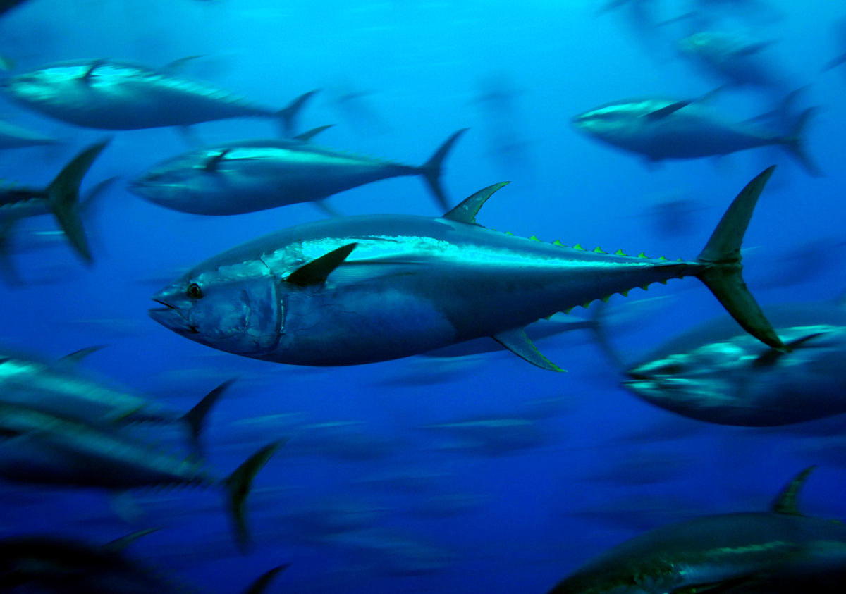 Bluefin Tuna in the Mediterranean Sea. © Greenpeace / Roger Grace