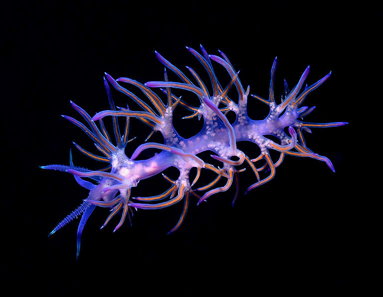 Nudibranch - Mediterranean 2006. © Greenpeace / Roger Grace