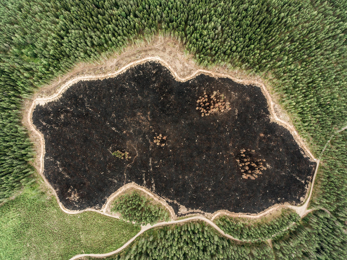 Forest Destruction in Finland. © Jani Sipilä / Greenpeace