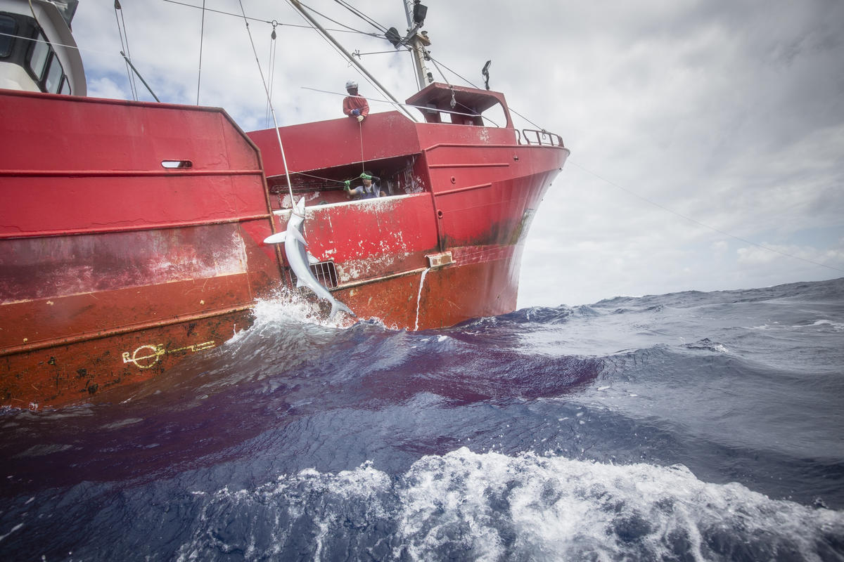 Greenpeace Investigates the Catching of a Shark. © Kajsa Sjölander / Greenpeace