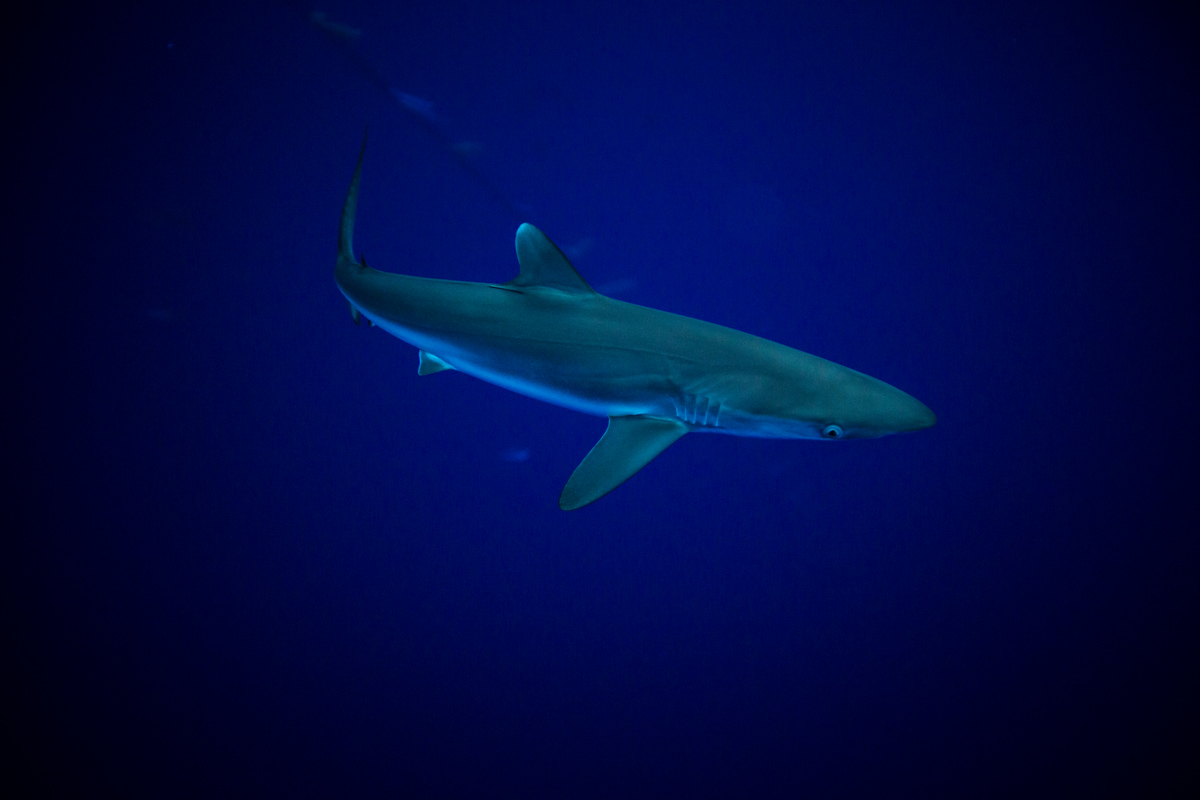 Shark in the Indian Oean. © Will Rose / Greenpeace