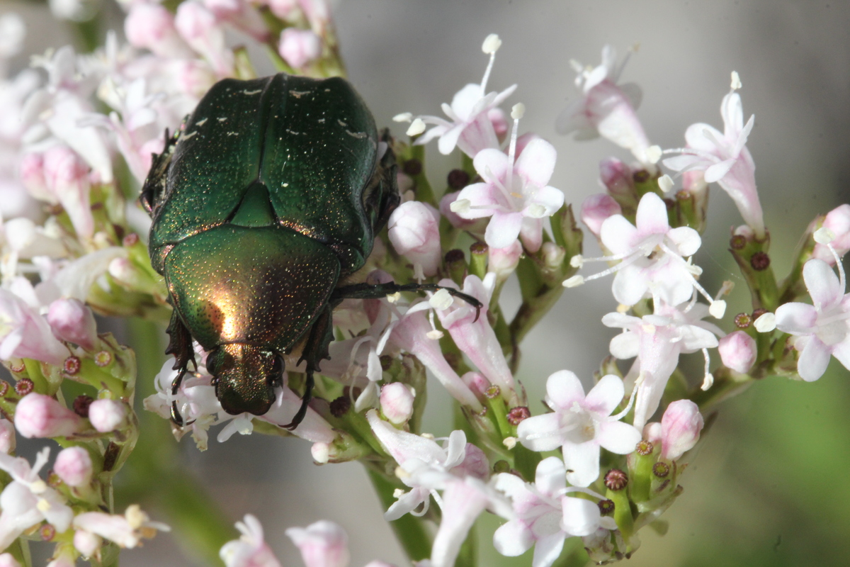 Beetle in Kurgalsky Nature Reserve in Russia. © Evgeny Usov / Greenpeace