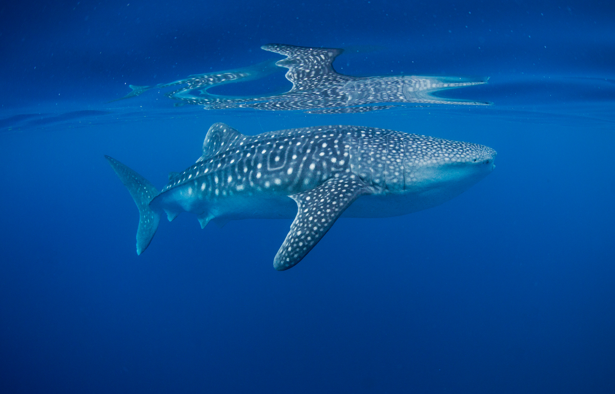 Whale Shark - Greenpeace USA