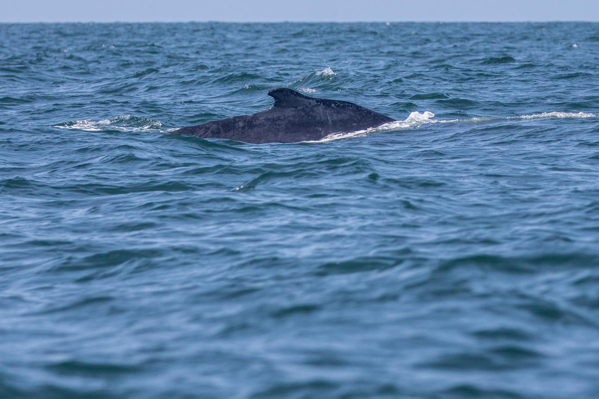 Humpback whale swimming during Protect the Oceans "Amazon Reef" Leg - MY Esperanza. © Pierre Baelen / Greenpeace