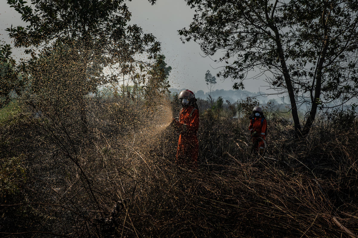 Forest Fires in Central Kalimantan. © Ulet  Ifansasti / Greenpeace