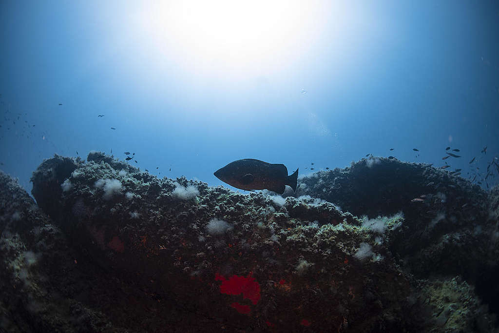 Fish at Elba Island. © Lorenzo Moscia / Greenpeace