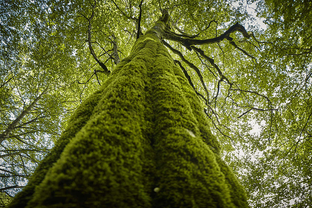 Beauty of the Carpathian Forest in Romania. © Mitja Kobal / Greenpeace