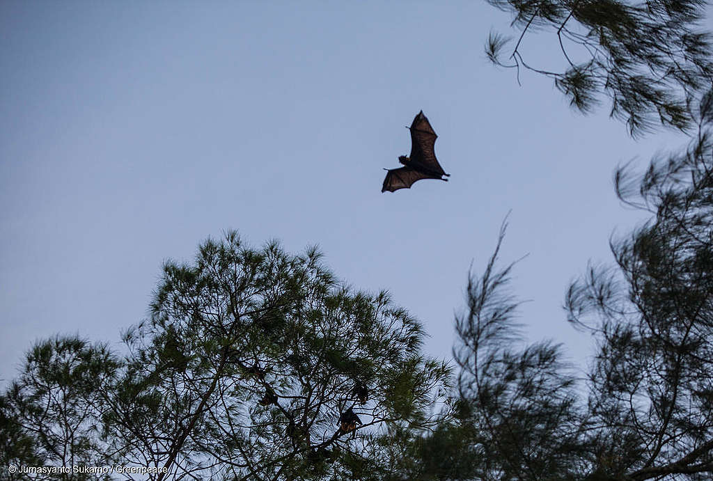 Picture showing bat flying over a forest in West Papua