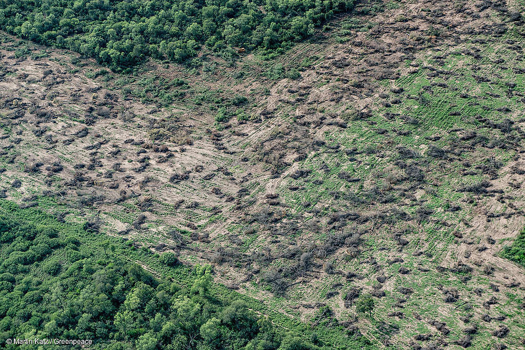 Picture showing deforestation for farming and agriculture in Chaco province, Argentina