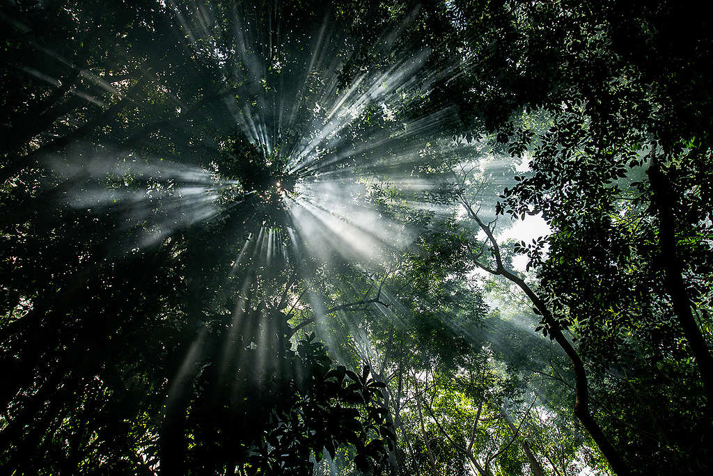 Forest next to the Tapajós river, in Sawré Muybu Indigenous Land, home to the Munduruku people, Pará state, Brazil. Brazilian Government plans to build 43 dams in the Tapajós river basin.  © Valdemir Cunha / Greenpeace