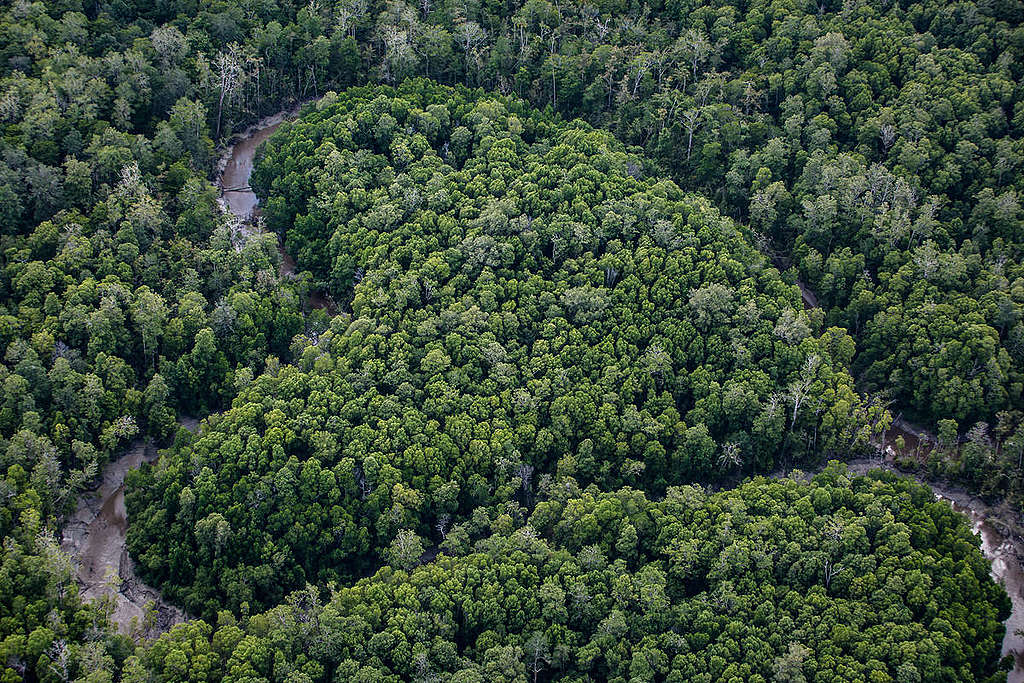 Aerial view of primary forest near the river Digul in southern Papua. © Ulet Ifansasti / Greenpeace