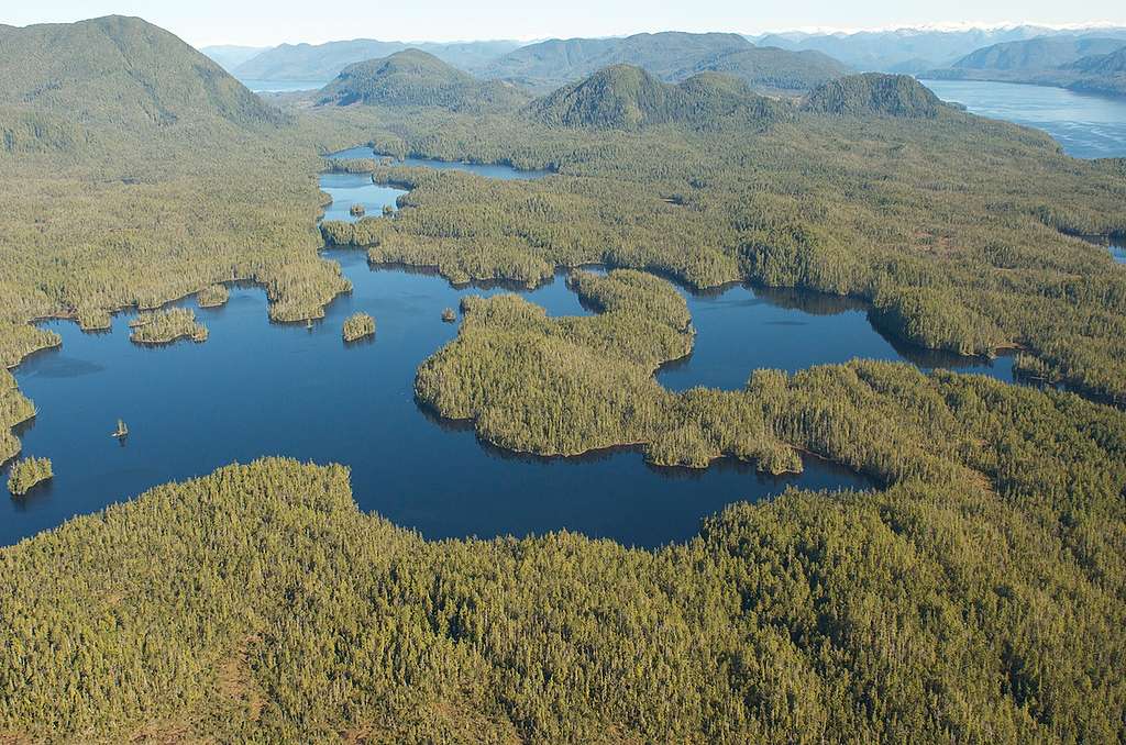 Great Bear Rainforest in Canada. © Oliver Salge / Greenpeace