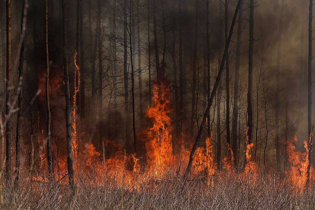 Forest Fire near Chernobyl. © Oksana Parafeniuk / Greenpeace
