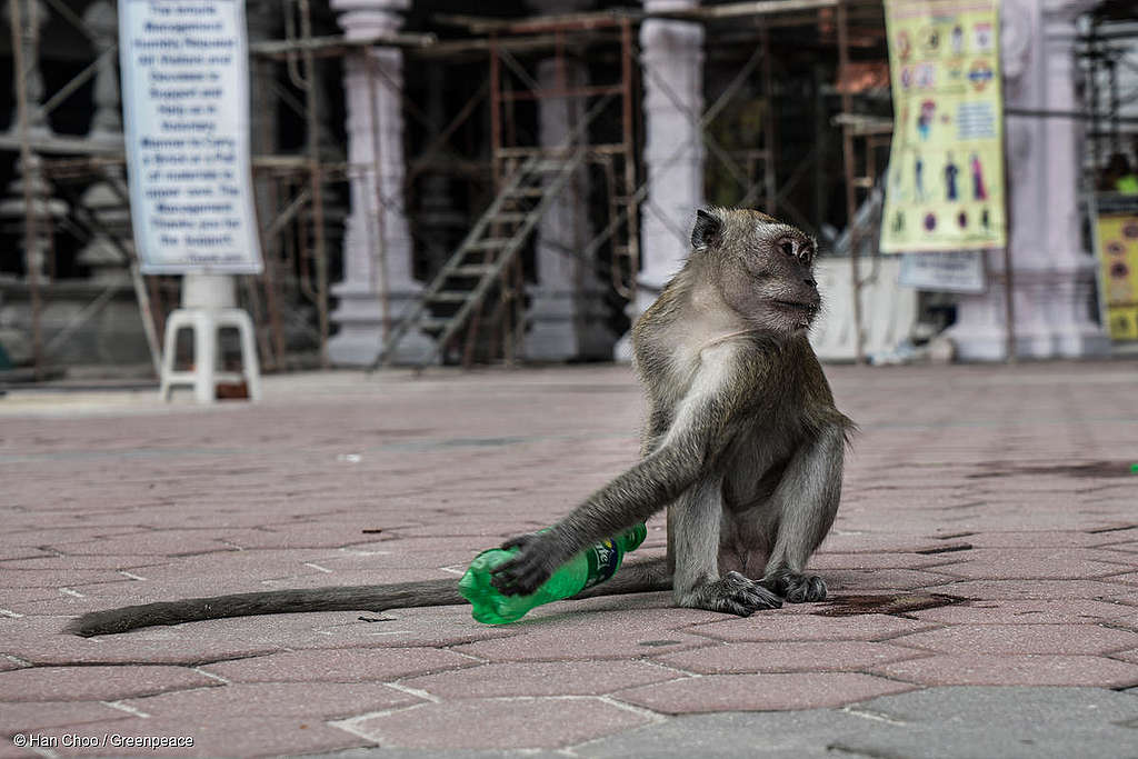 Picture of a monkey holding a plastic bottle in Malaysia