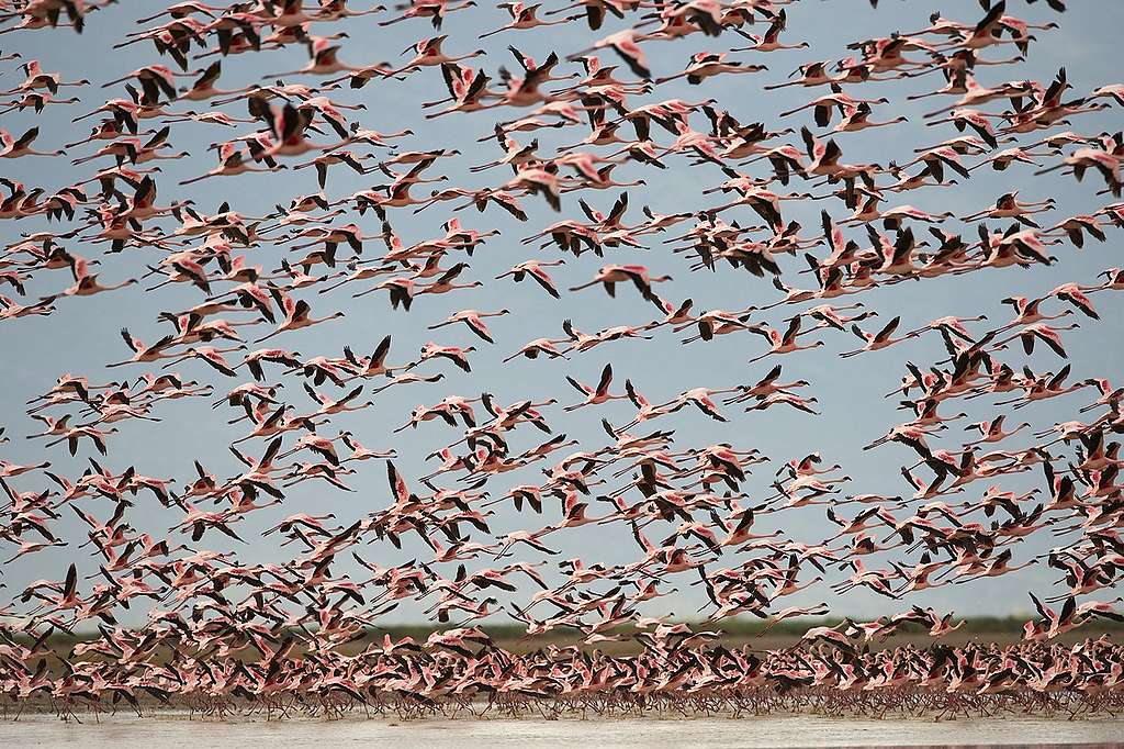 Flamingos at Lake Natron, Rift Valley, Tanzania, Africa. © Markus Mauthe / Greenpeace