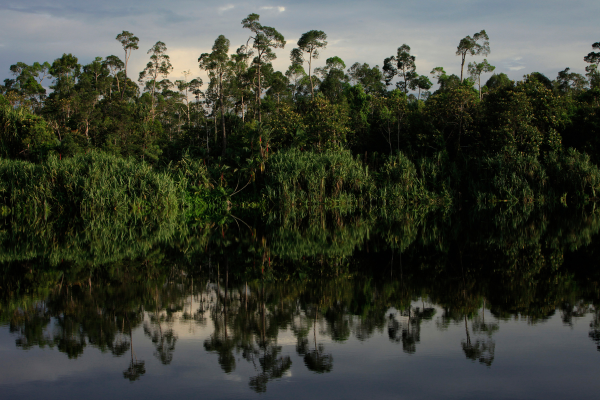 Natural means. Intact Forest Indonesia. Peatlands Indonesia.