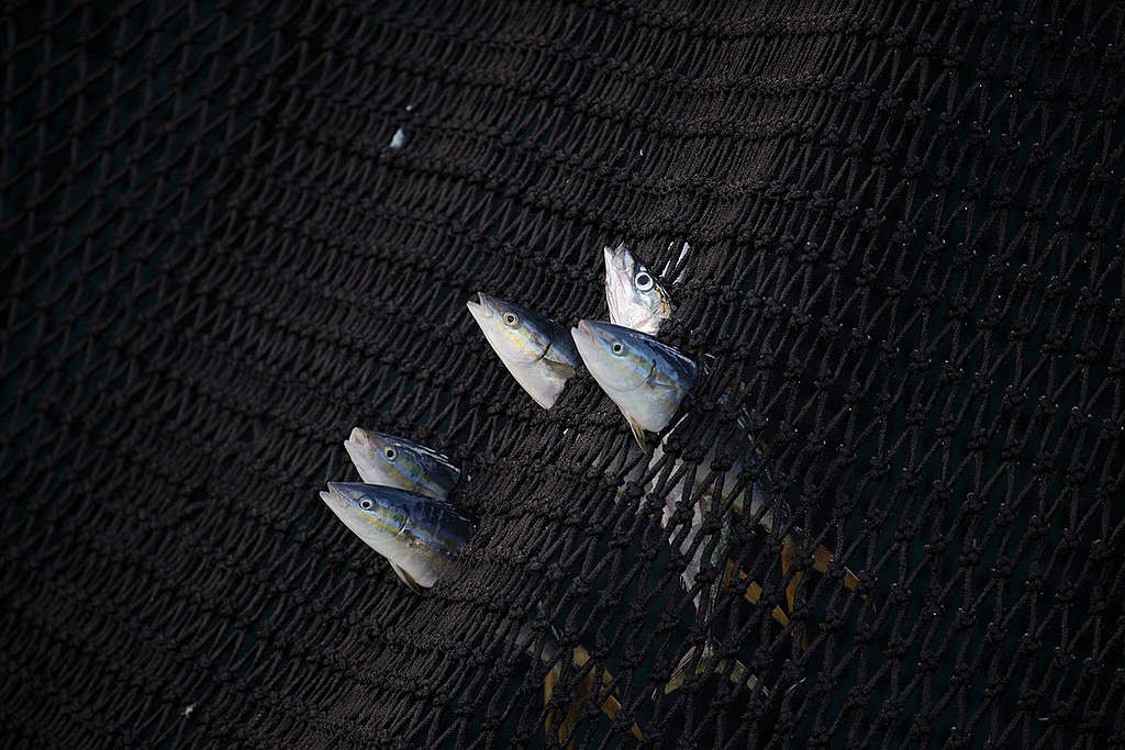 Caught Tuna in the Indian Ocean. © Jiri Rezac / Greenpeace