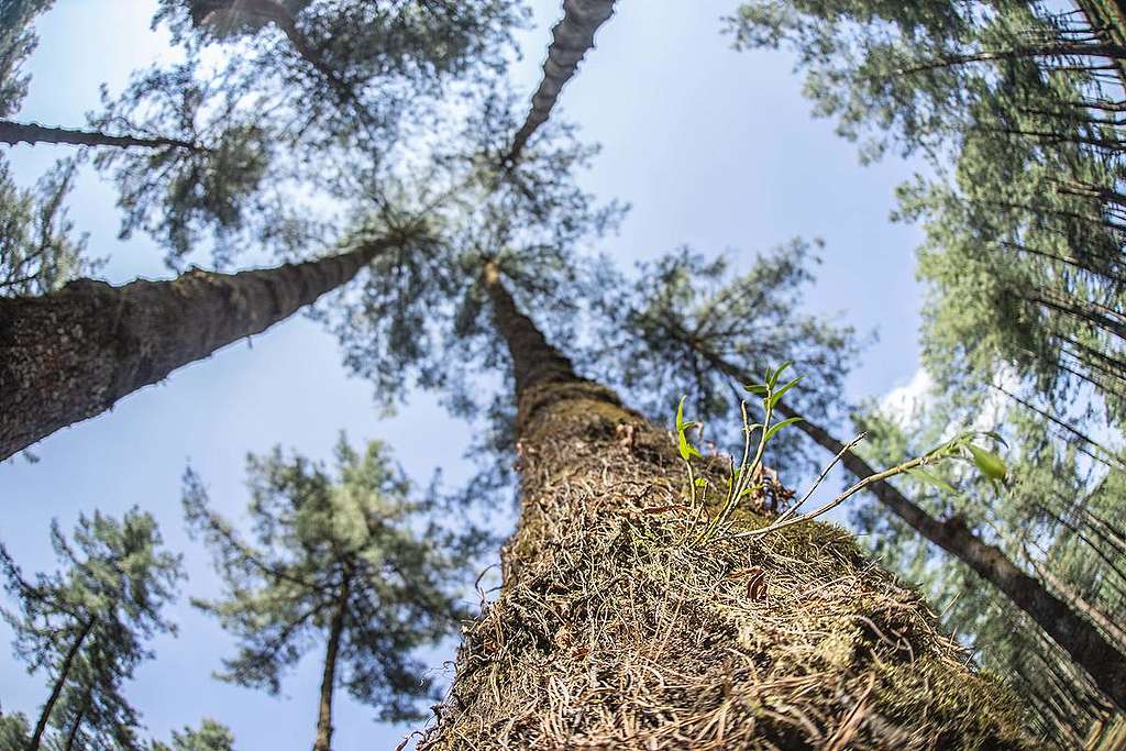 Ancient Himalayan Hemlock Trees in Yunnan, China. © Yan Tu / Wild China / Greenpeace