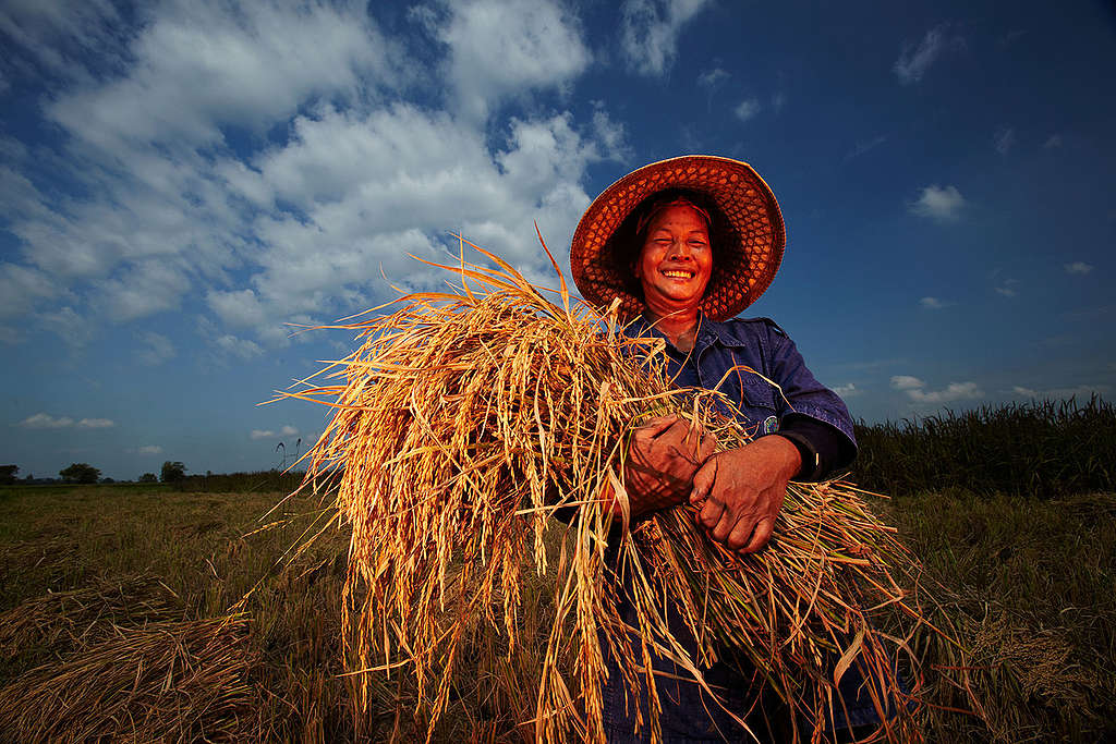 Organic Rice Art at Ratchaburi in Thailand. © Greenpeace / Athit Perawongmetha