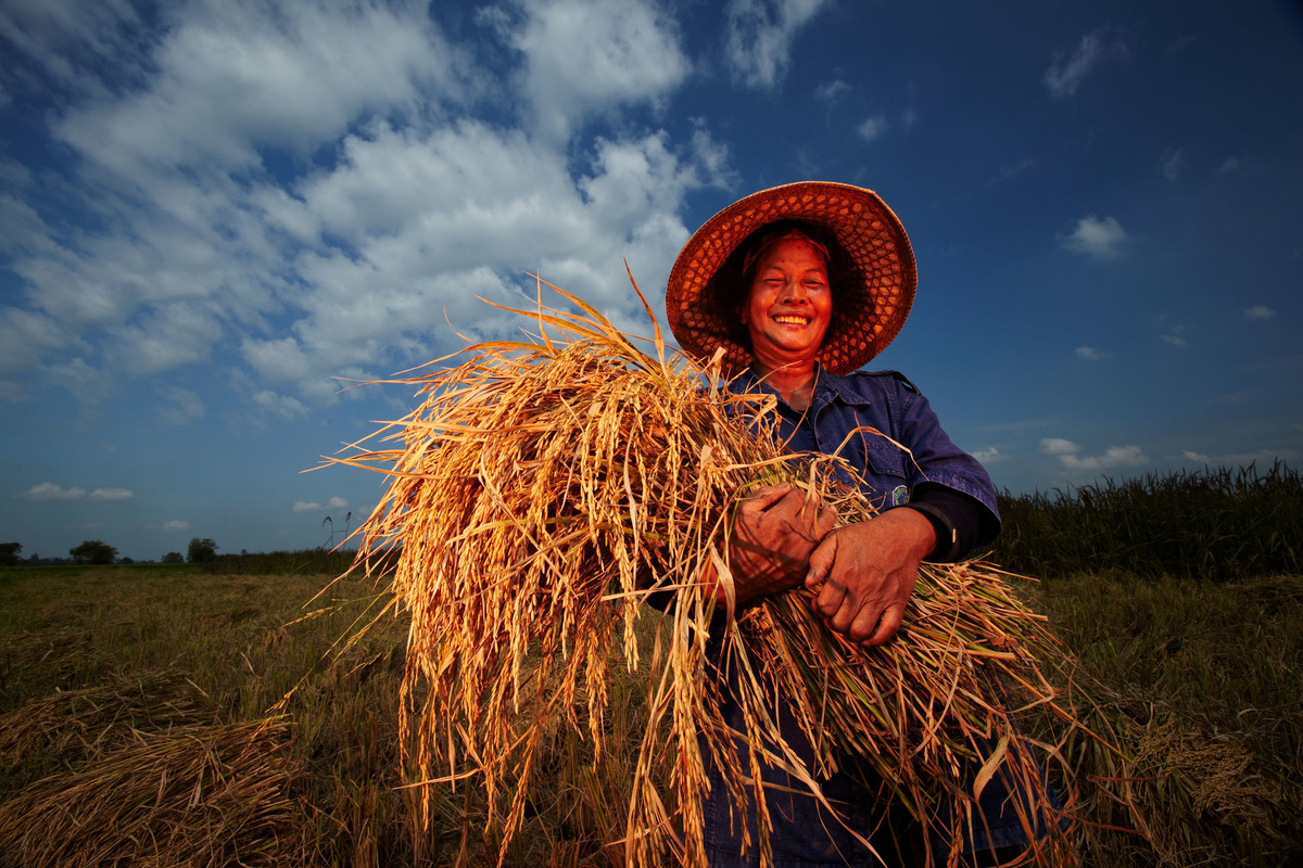 Традиционное сельское. Happy Farmer. Happy Harvest фото. Thai Farmers. Thai Farmers picture.