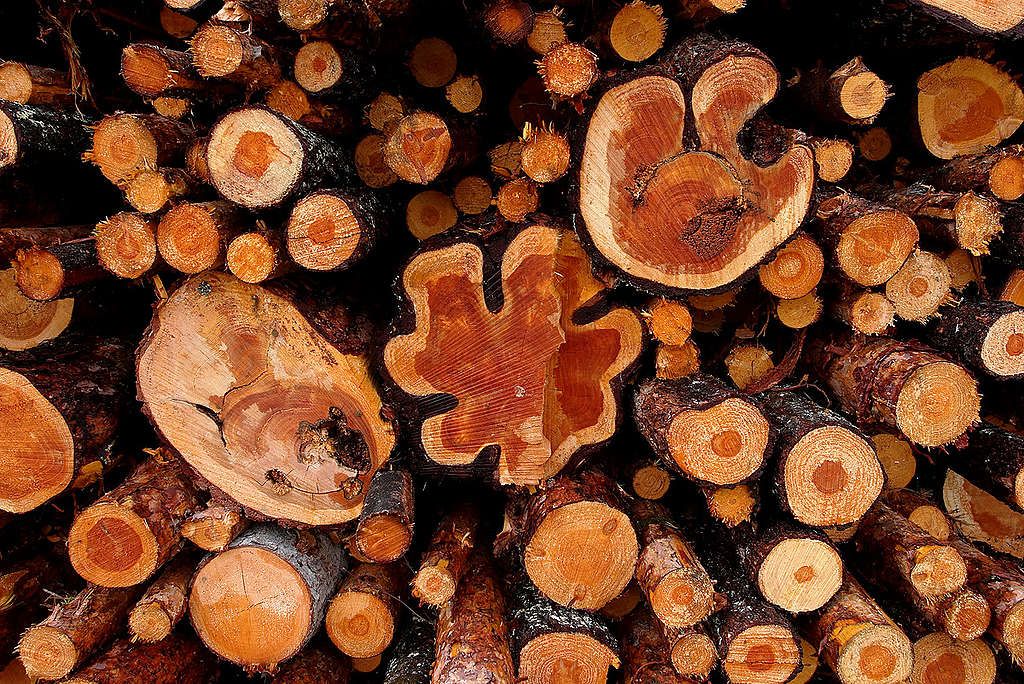 Logged Pine Trees. © Matti Snellman / Greenpeace