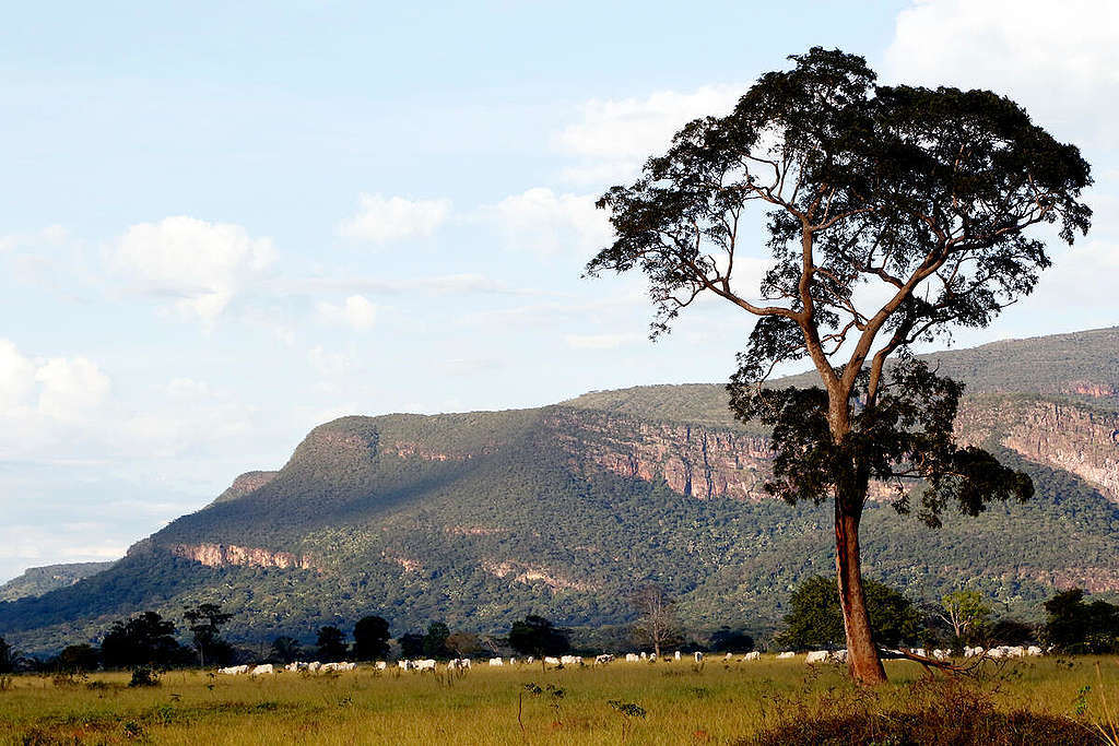 Cattle Ranching in Ricardo Franco State Park in Brazil. © Ednilson Aguiar