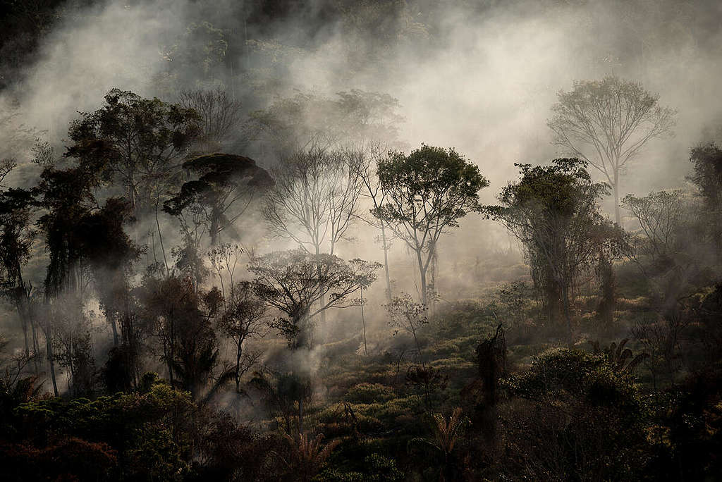 With 4,437 hotspots, the state of Mato Grosso has had the highest number of fires in the Brazilian Amazon this year © Christian Braga / Greenpeace