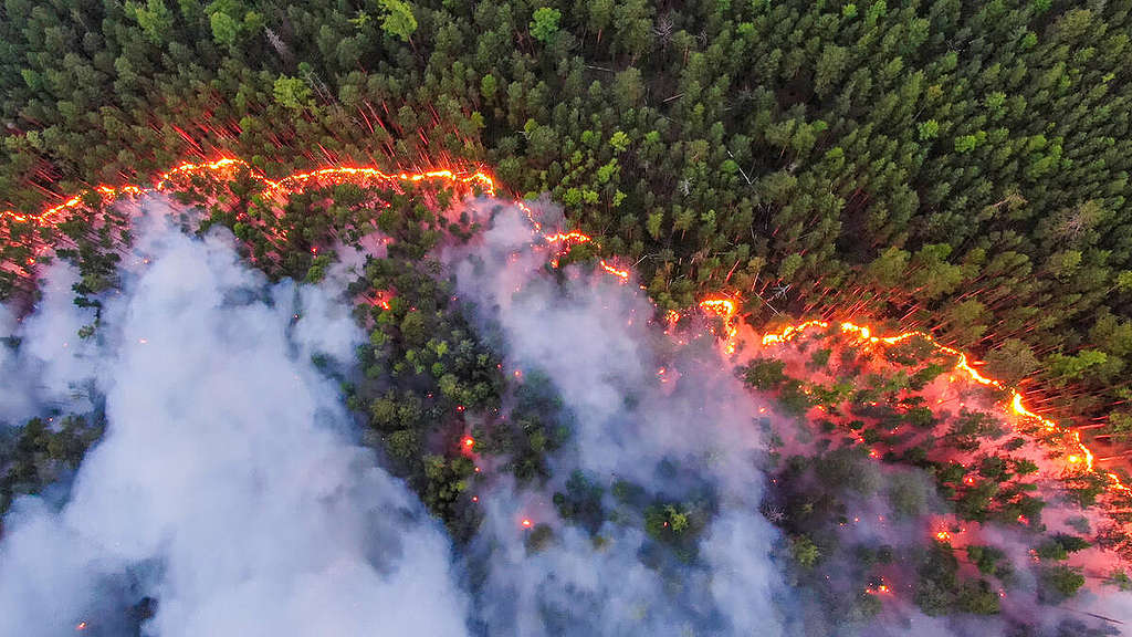 Climate Emergency: Forest Fires in Siberia. © Greenpeace